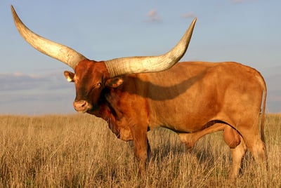 Jayhawk Creek Ranch_Longhorn2