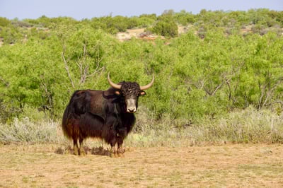Jayhawk Creek Ranch_Yak